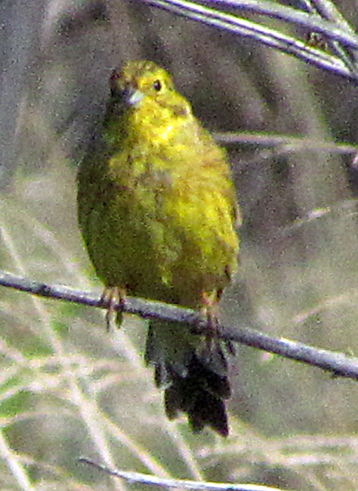 Yellowhammer - ML645688467