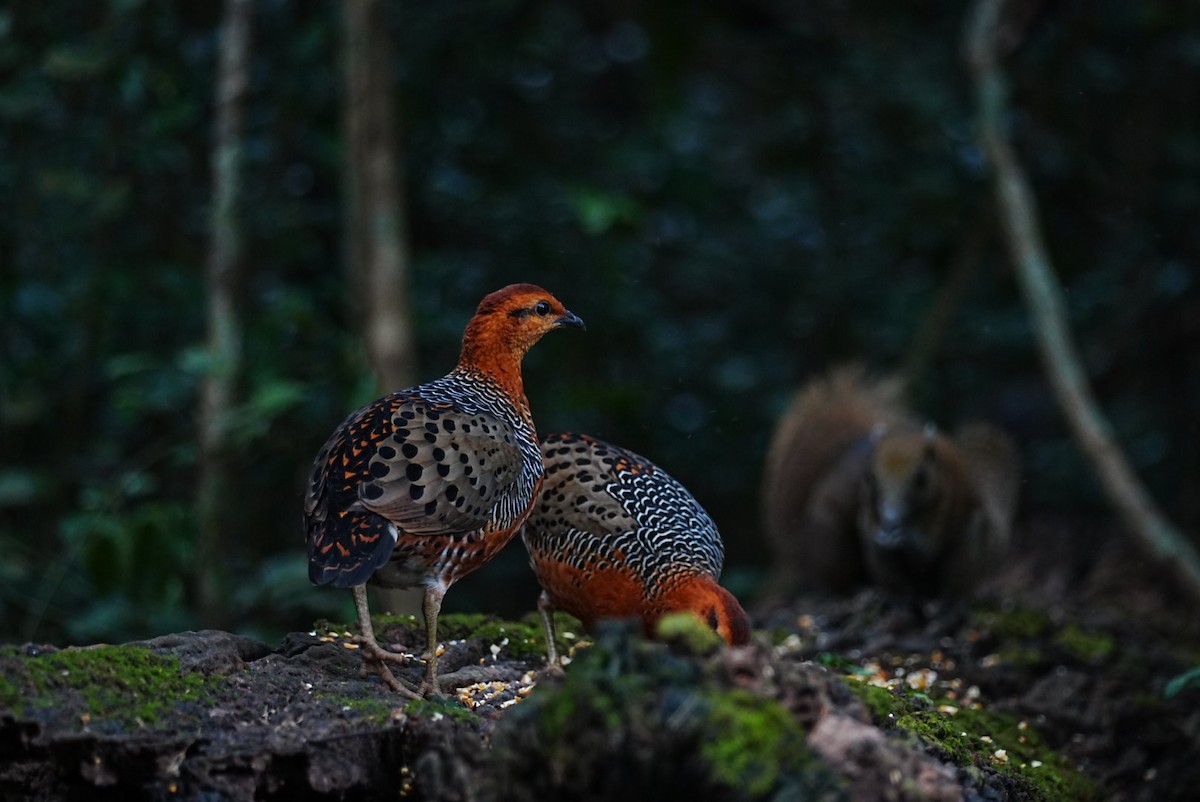 Куропатиця - ML645688481