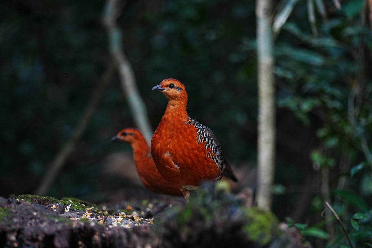 Куропатиця - ML645688482