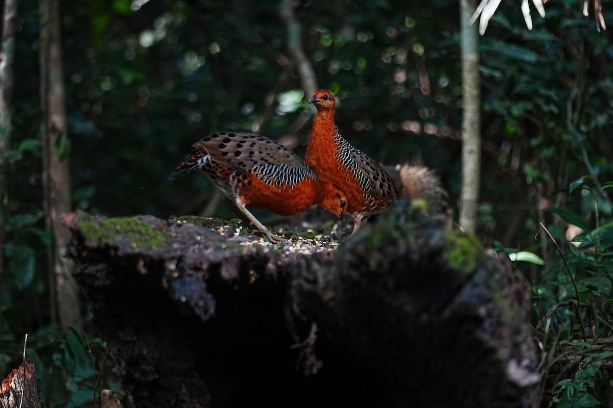 Куропатиця - ML645688483