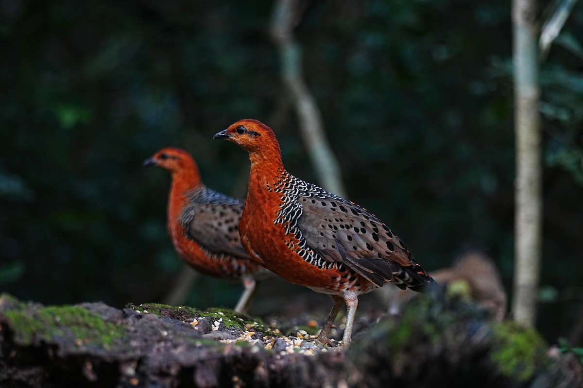 Куропатиця - ML645688484