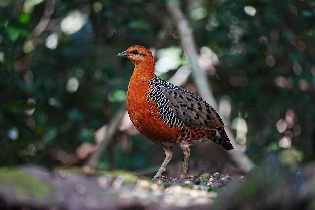 Куропатиця - ML645688485