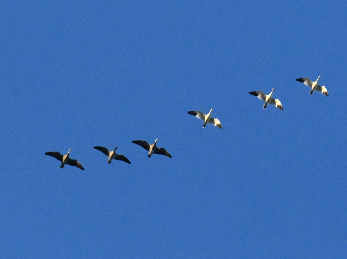 Snow Goose - ML645688488