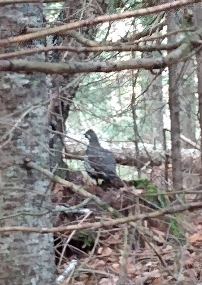 Spruce Grouse - ML645688494