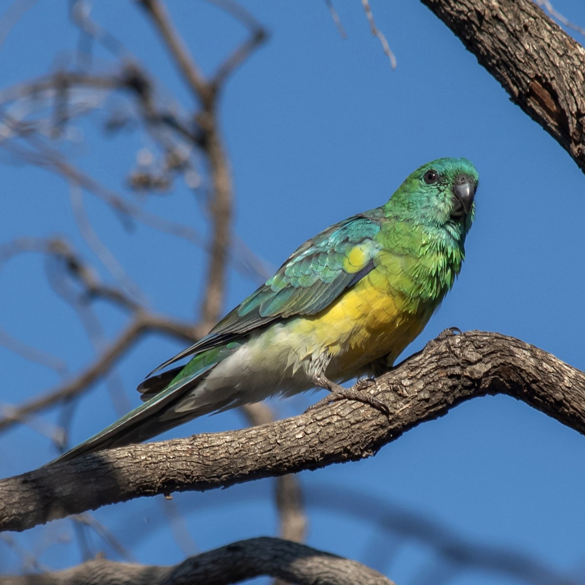 Red-rumped Parrot - ML645688504