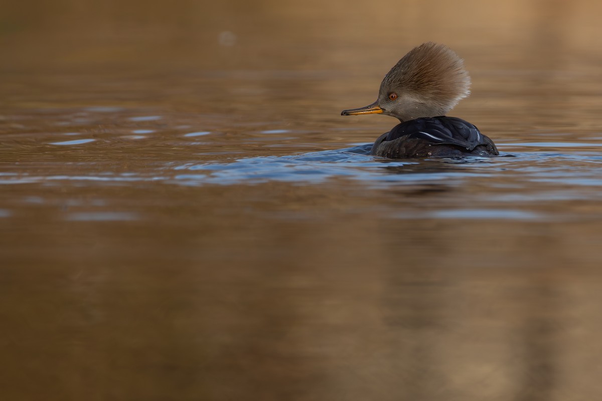 Hooded Merganser - ML645688531