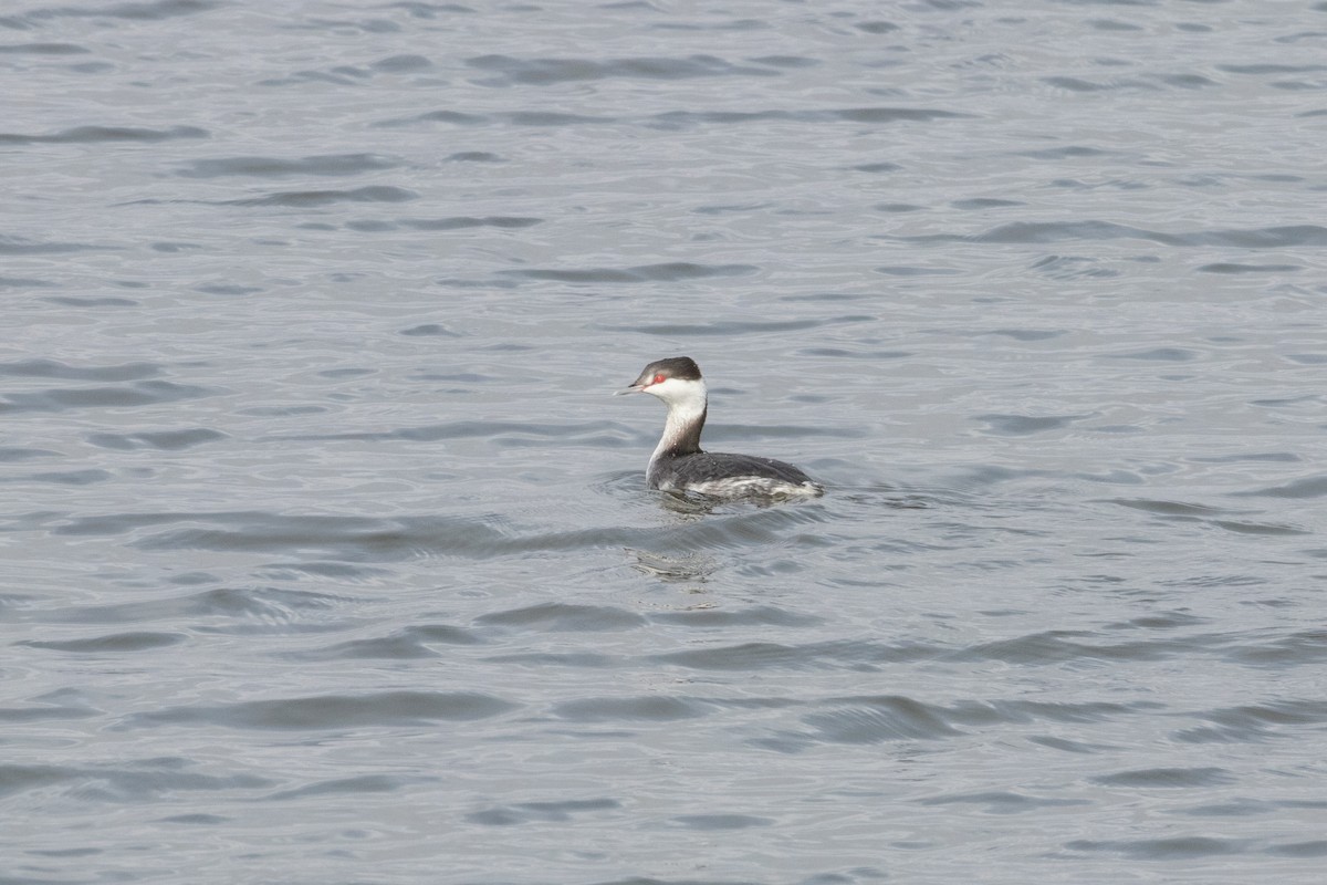 Ухаа шунгуур - ML645688534