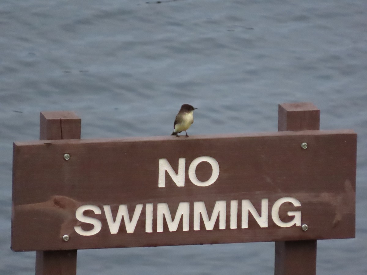 Eastern Phoebe - ML645688537