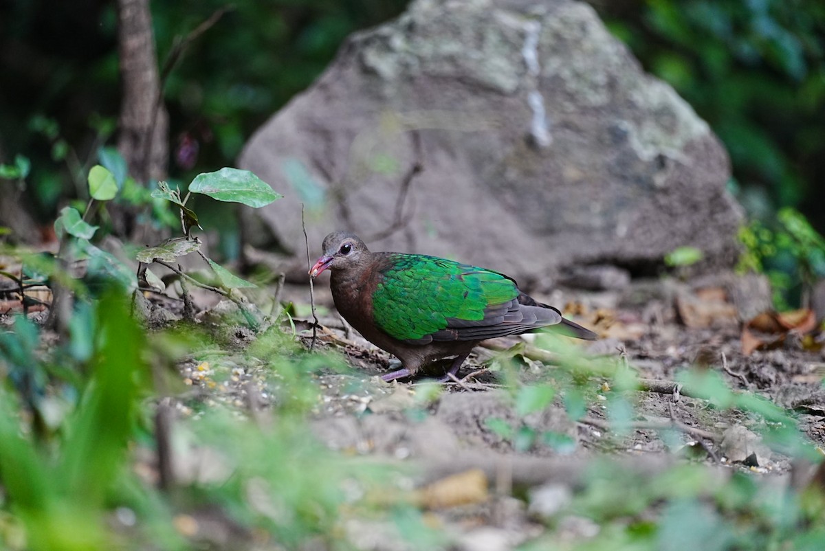 Asian Emerald Dove - ML645688542
