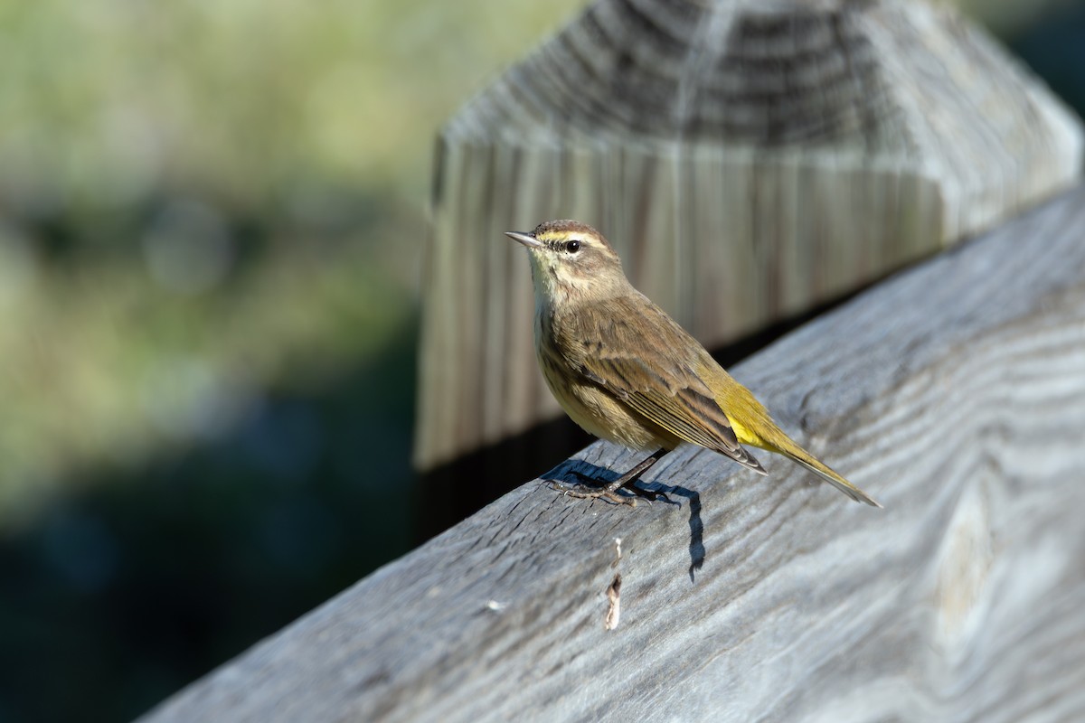 Palm Warbler - ML645688546
