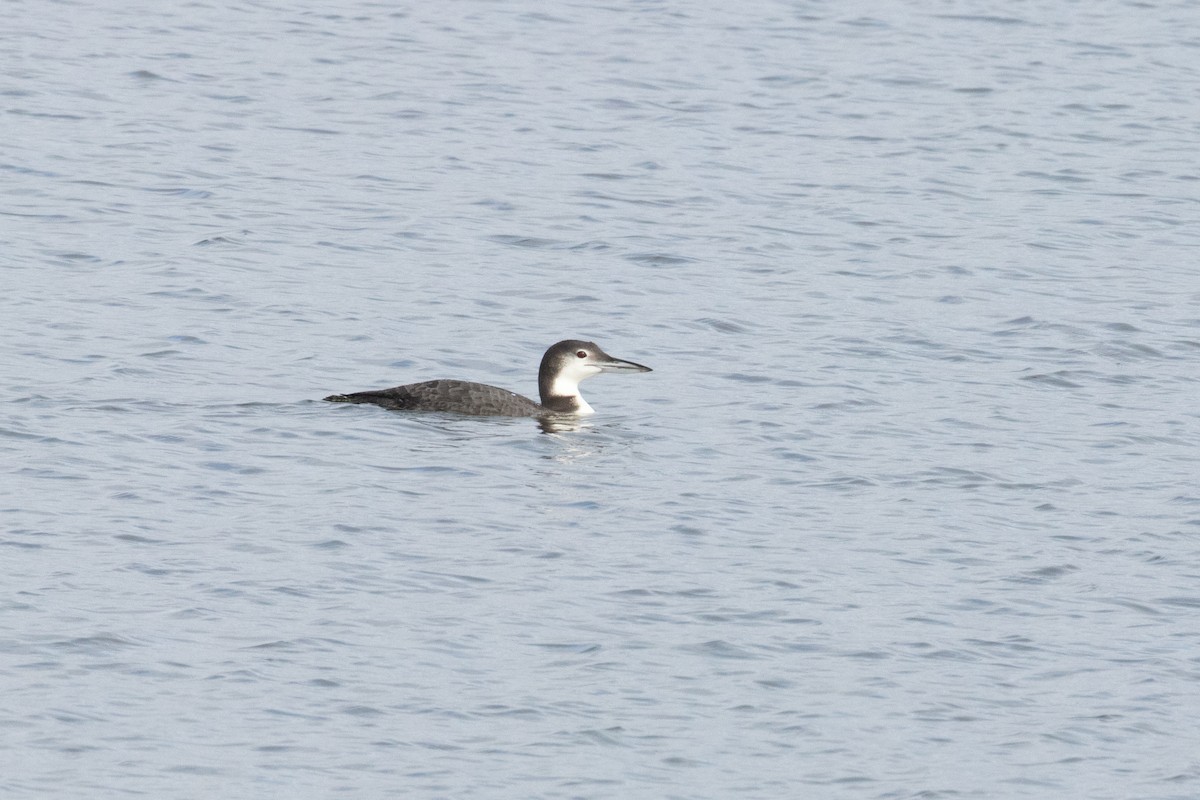 Common Loon - ML645688547