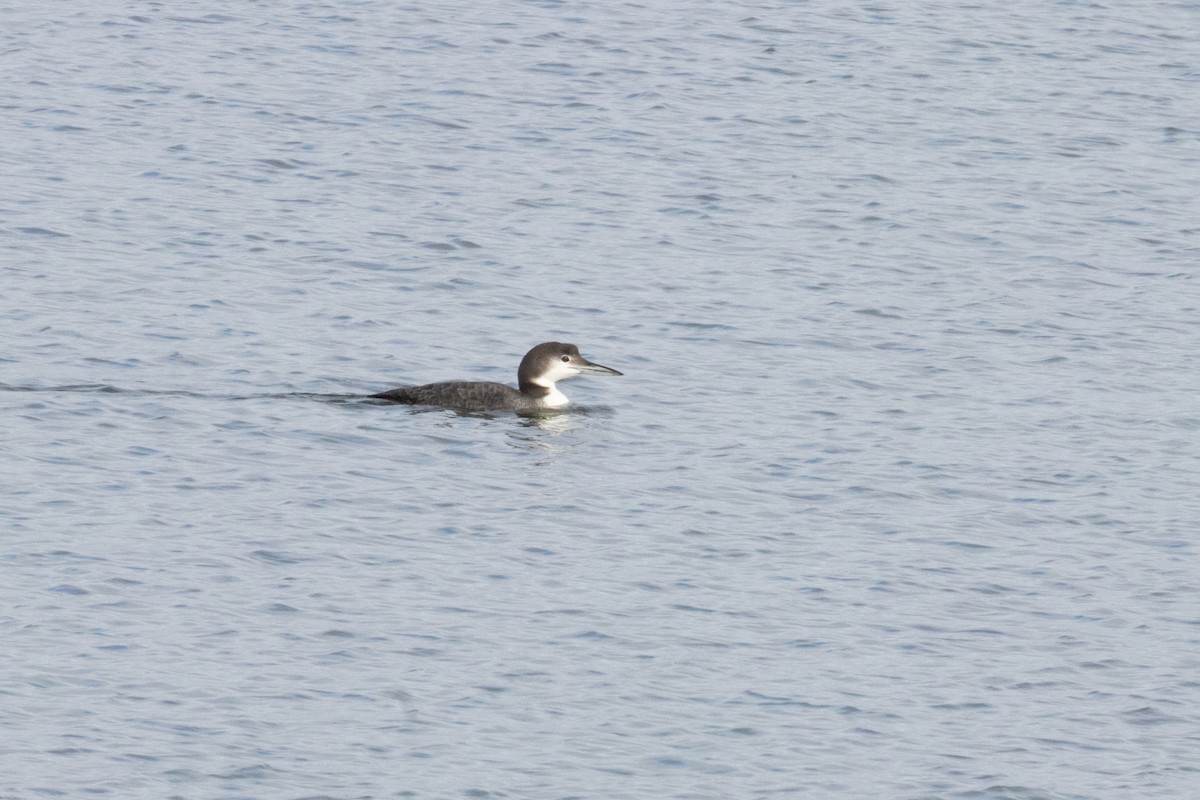 Common Loon - ML645688548