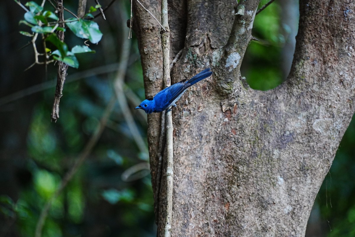 Black-naped Monarch - ML645688554