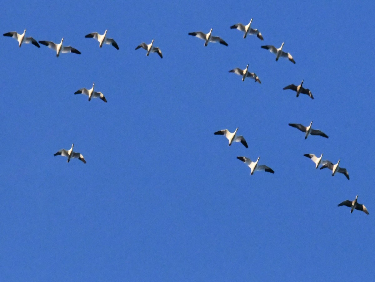 Snow Goose - ML645688563