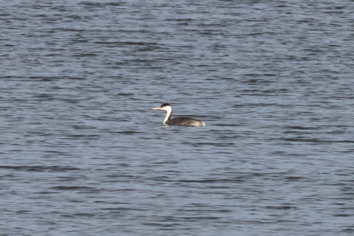 Western Grebe - ML645688567