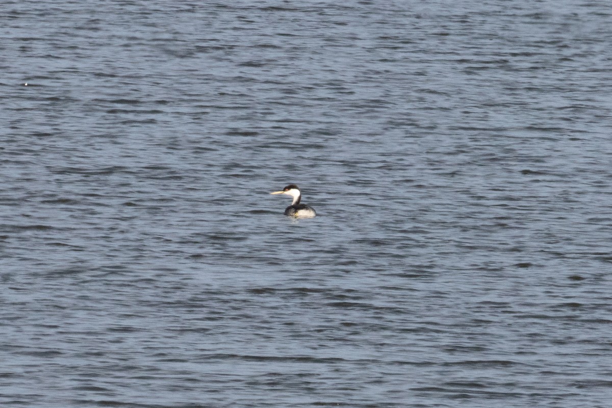 Western Grebe - ML645688568