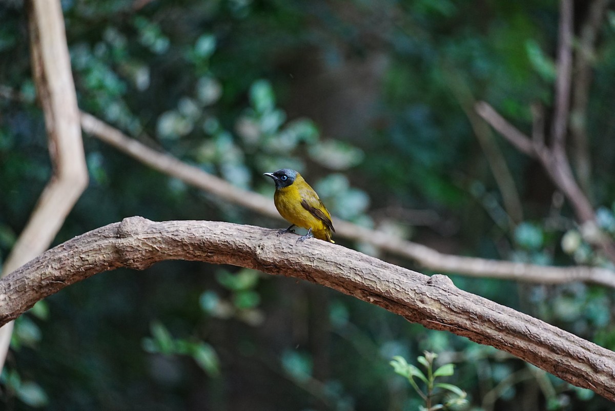 Black-headed Bulbul - ML645688571