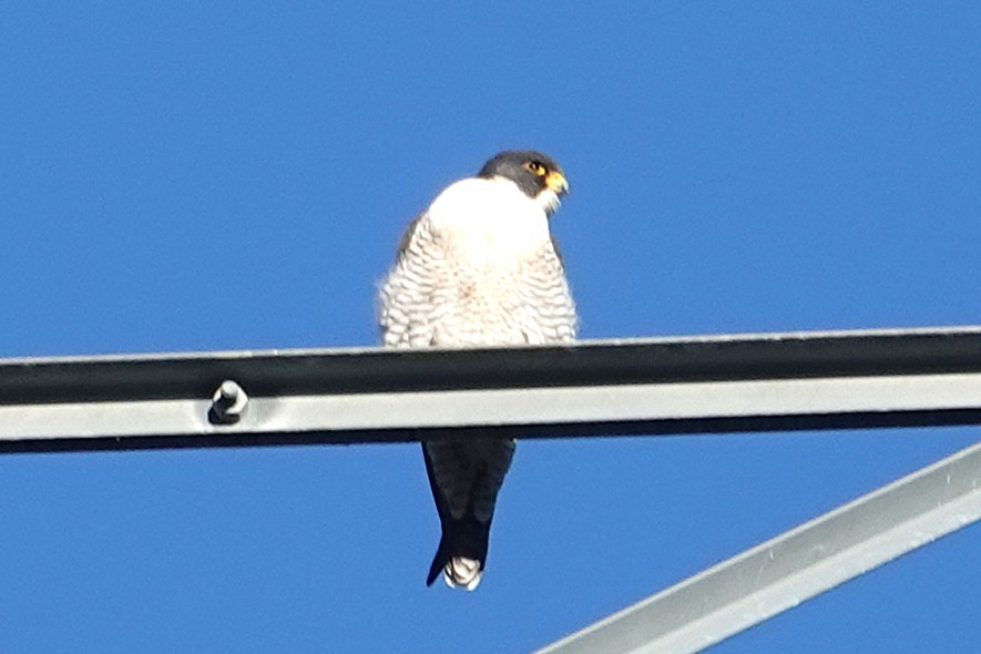 遊隼 - ML645688572