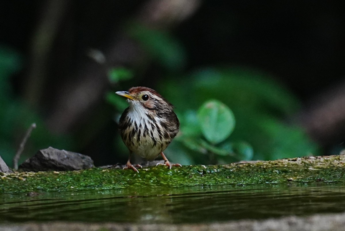 Puff-throated Babbler - ML645688579