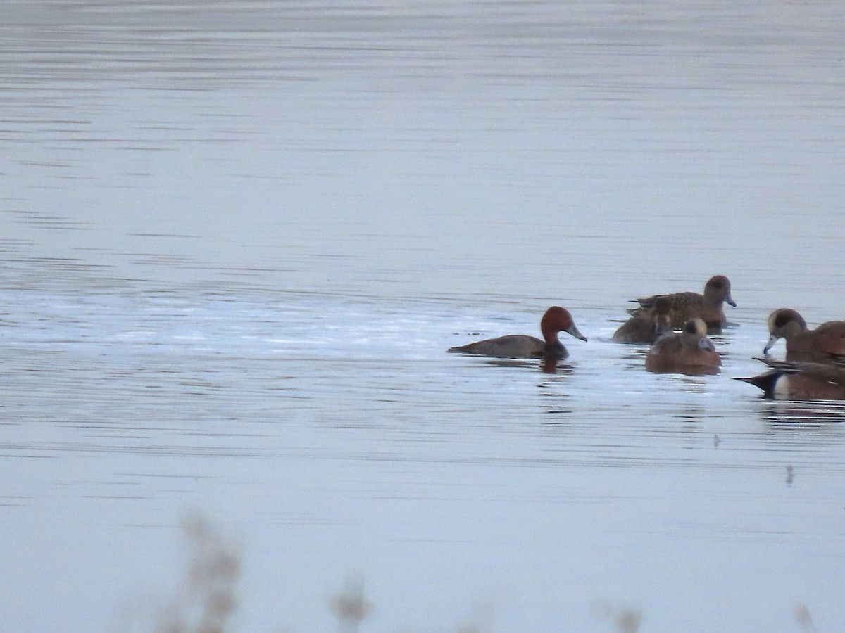 Canvasback x Redhead (hybrid) - ML645688582