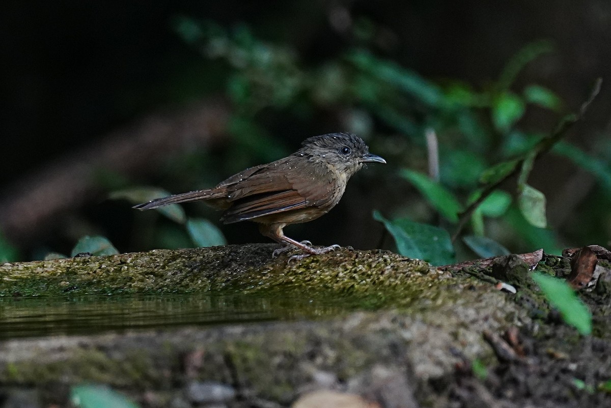 Brown-cheeked Fulvetta - ML645688583