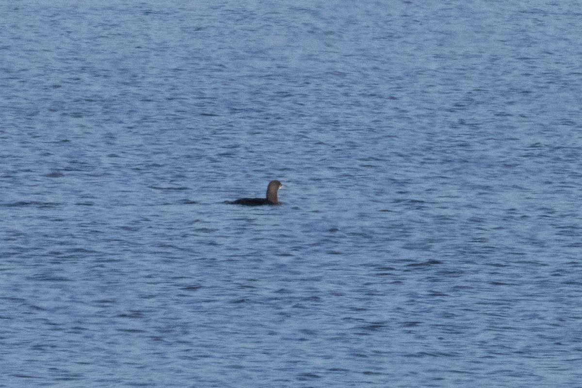 Pacific Loon - ML645688584