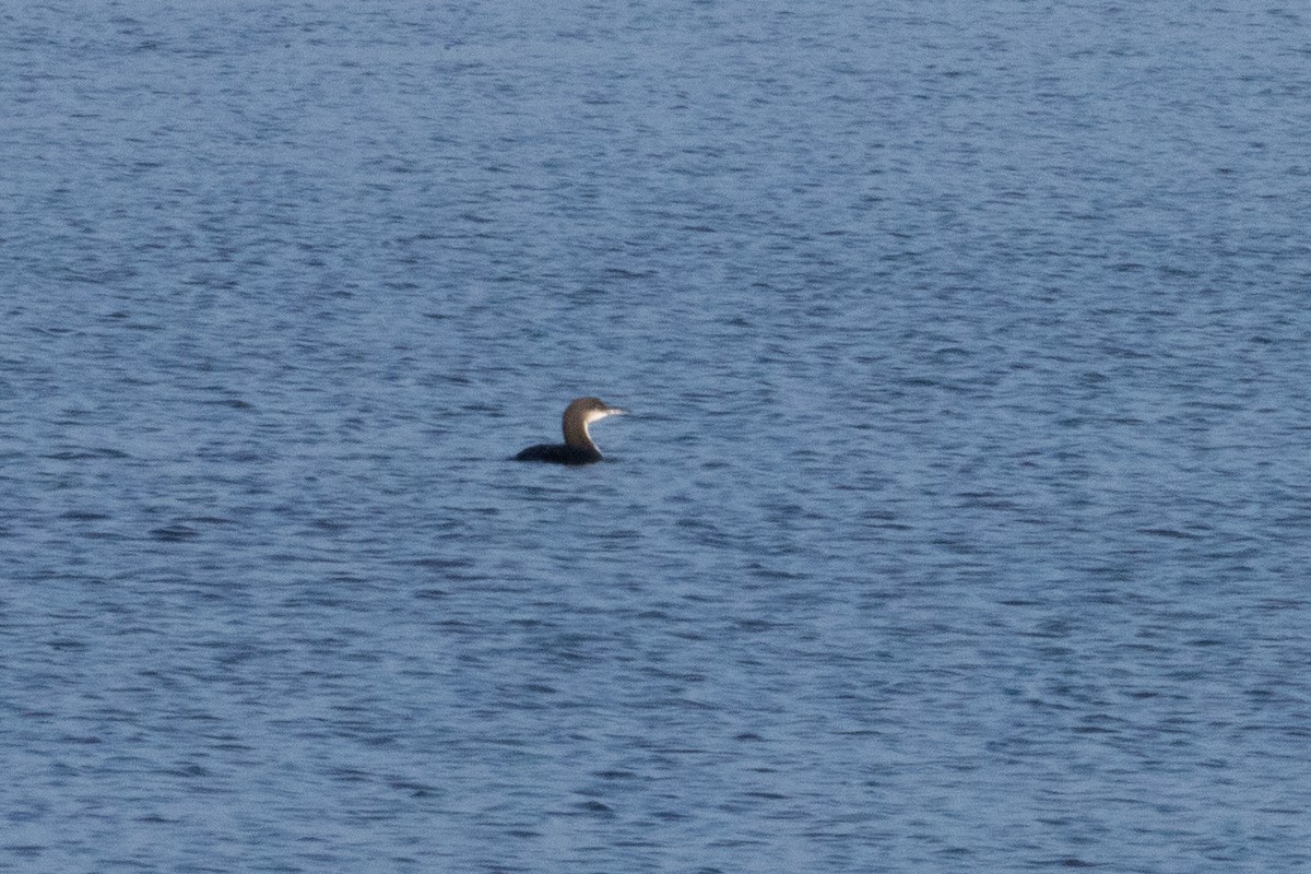 Pacific Loon - ML645688585