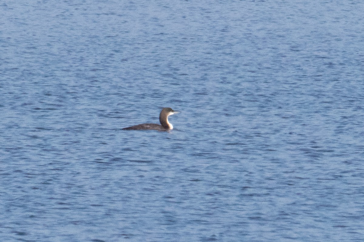 Pacific Loon - ML645688586