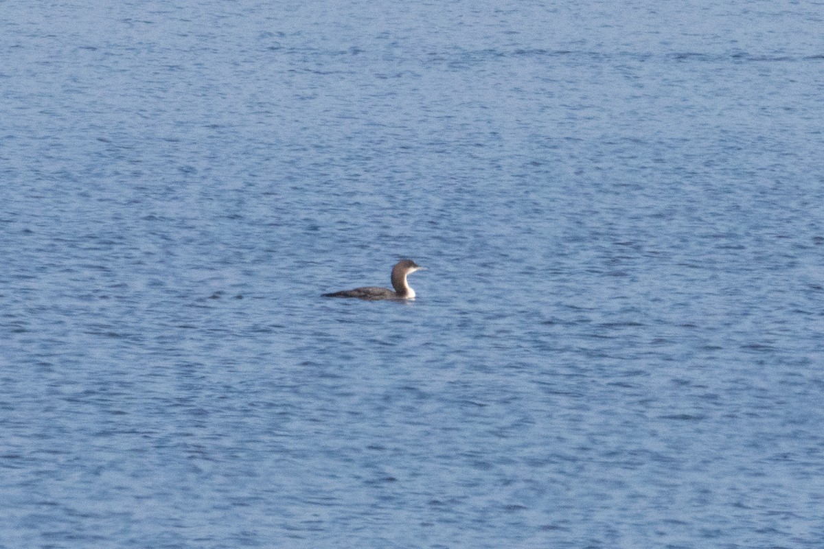 Pacific Loon - ML645688587