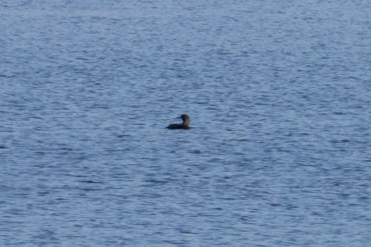 Pacific Loon - ML645688588