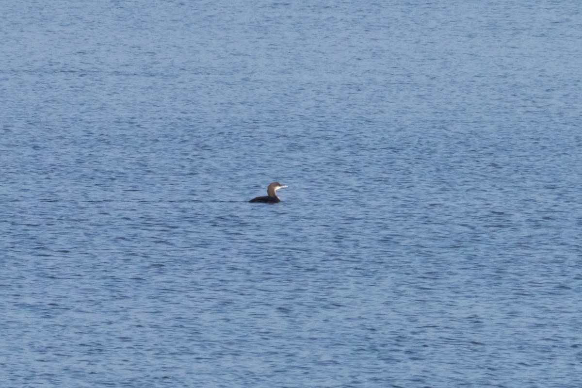 Pacific Loon - ML645688589