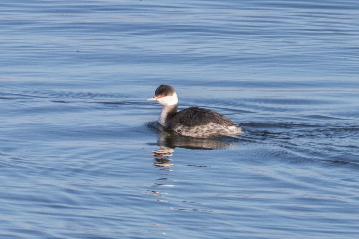 Ухаа шунгуур - ML645688592