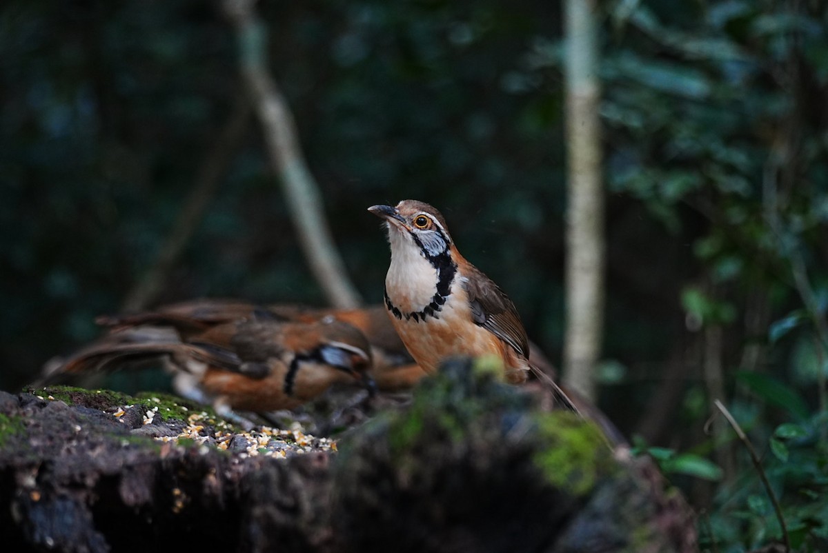 Greater Necklaced Laughingthrush - ML645688596