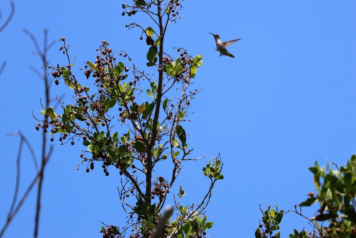 Ruby-throated Hummingbird - ML645688597