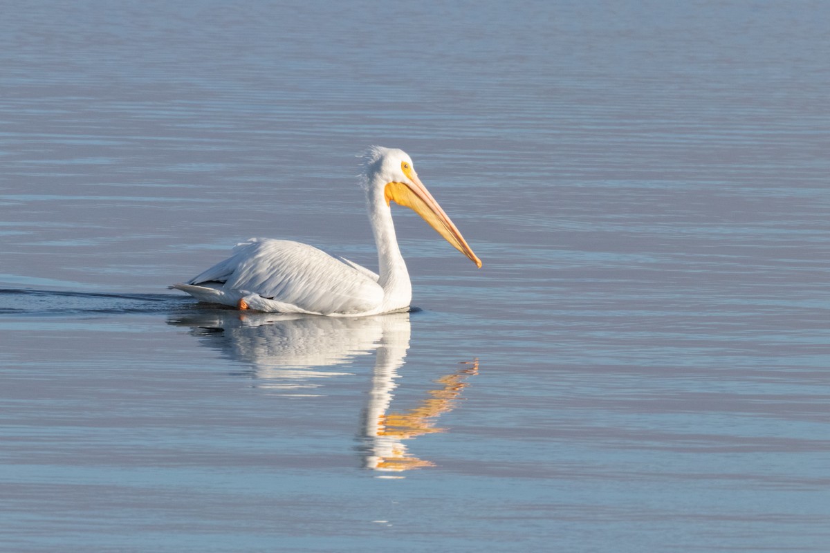 American White Pelican - ML645688602