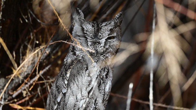 Western Screech-Owl - ML645688604