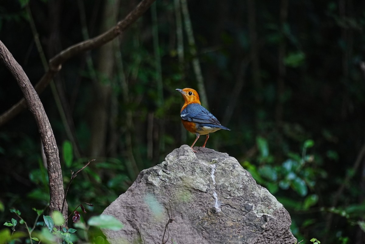 Orange-headed Thrush - ML645688611