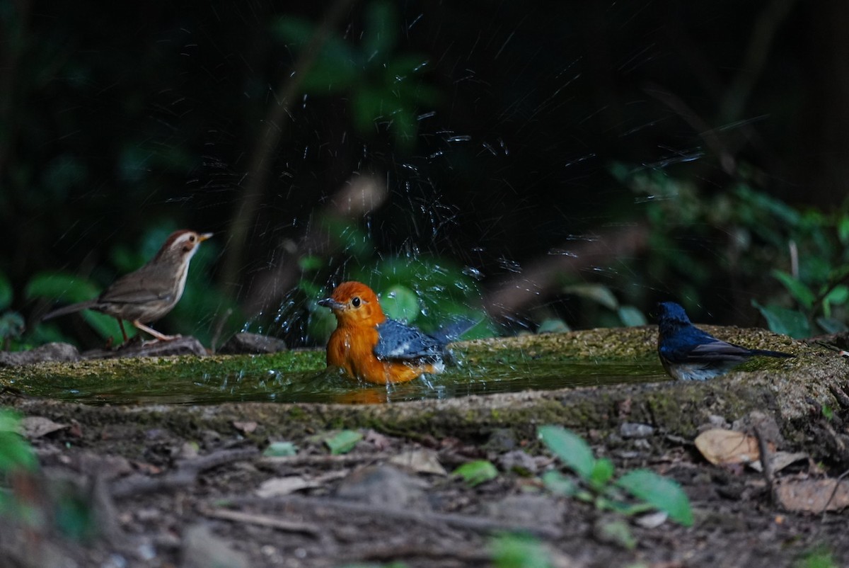 Orange-headed Thrush - ML645688612