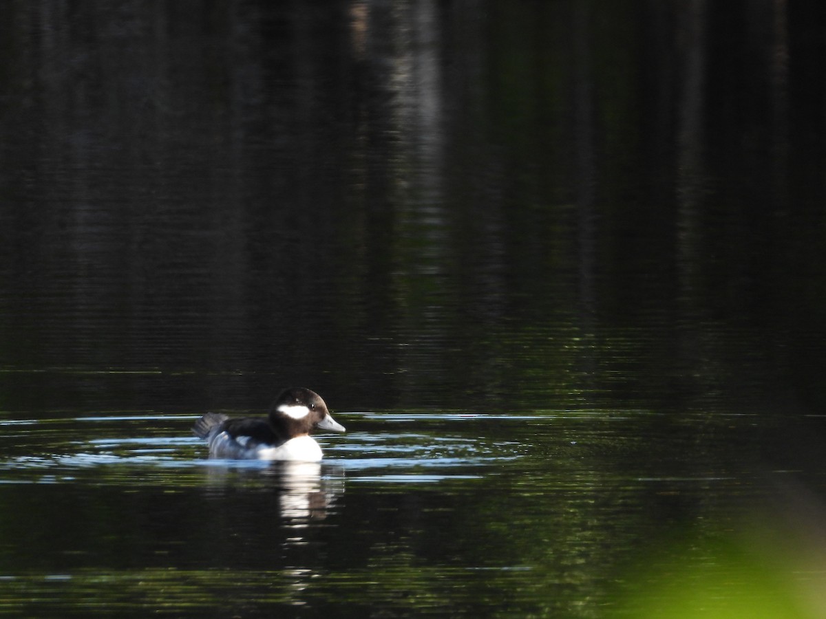 עבראש לבנוני - ML645688615