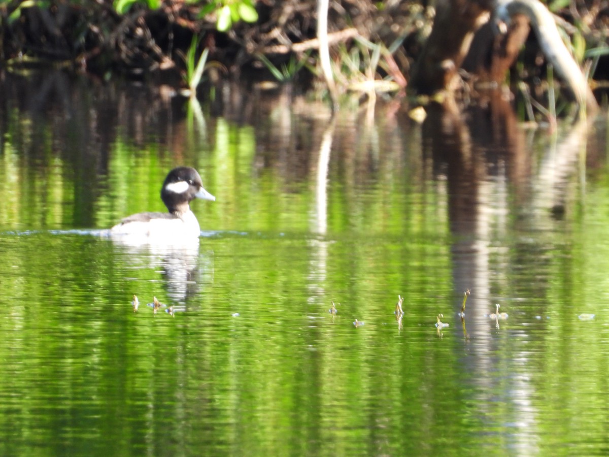 עבראש לבנוני - ML645688616