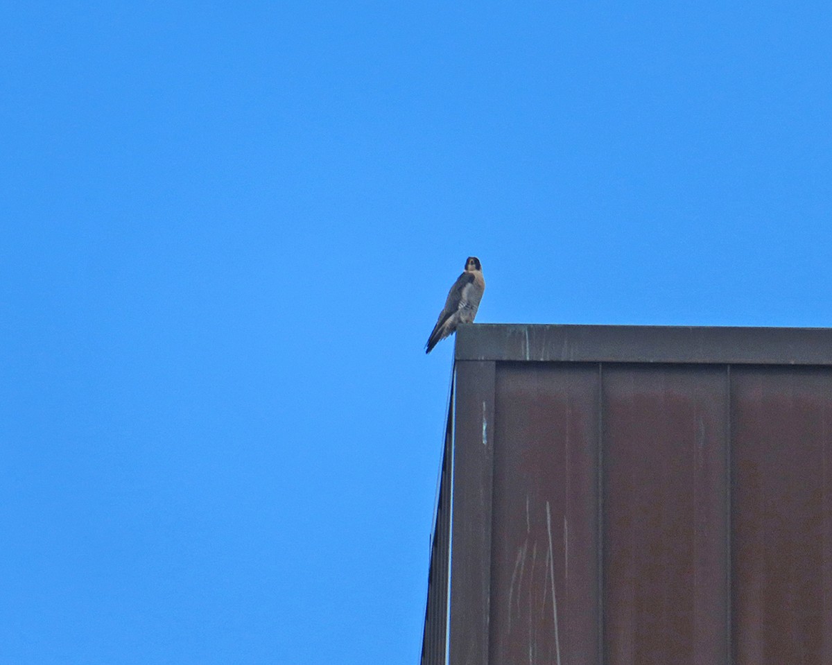 遊隼 - ML645688621