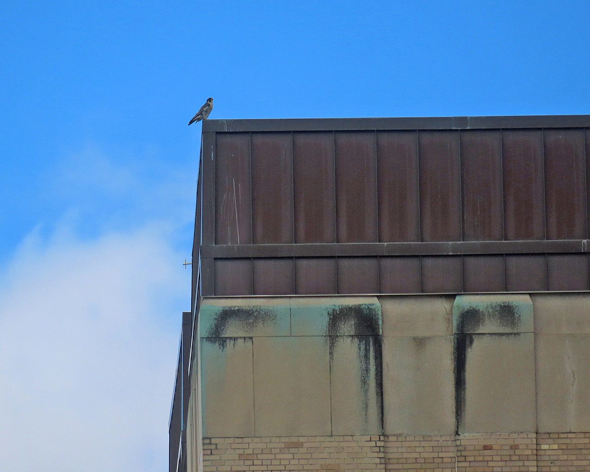 遊隼 - ML645688622