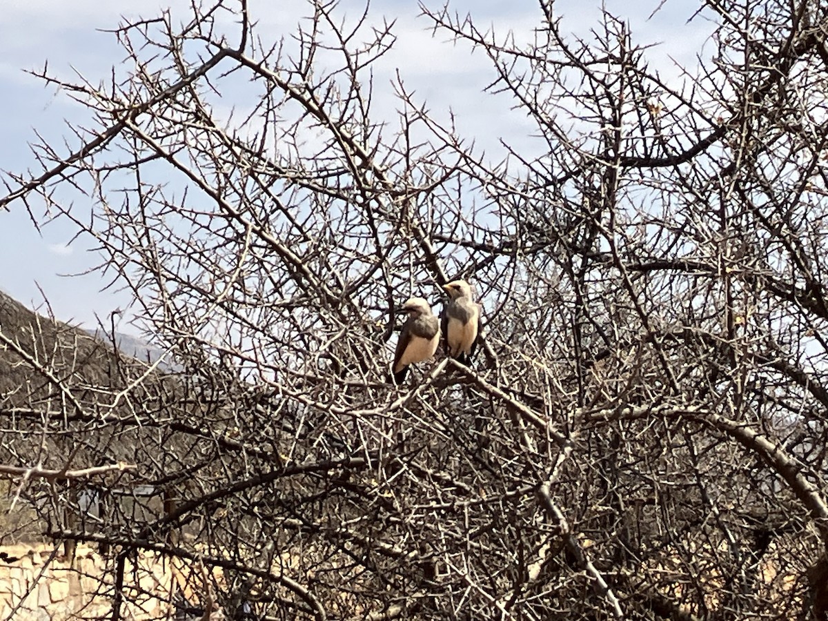 Fischer's Starling - ML645688636