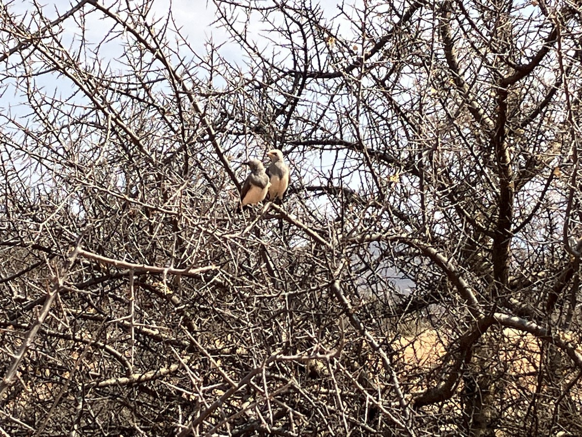 Fischer's Starling - ML645688637