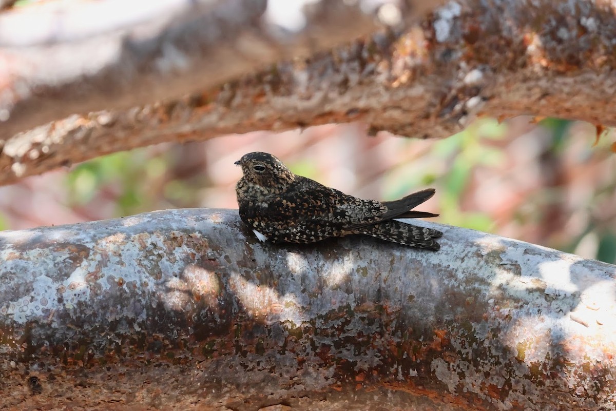 Антильский сумеречник - ML645688638