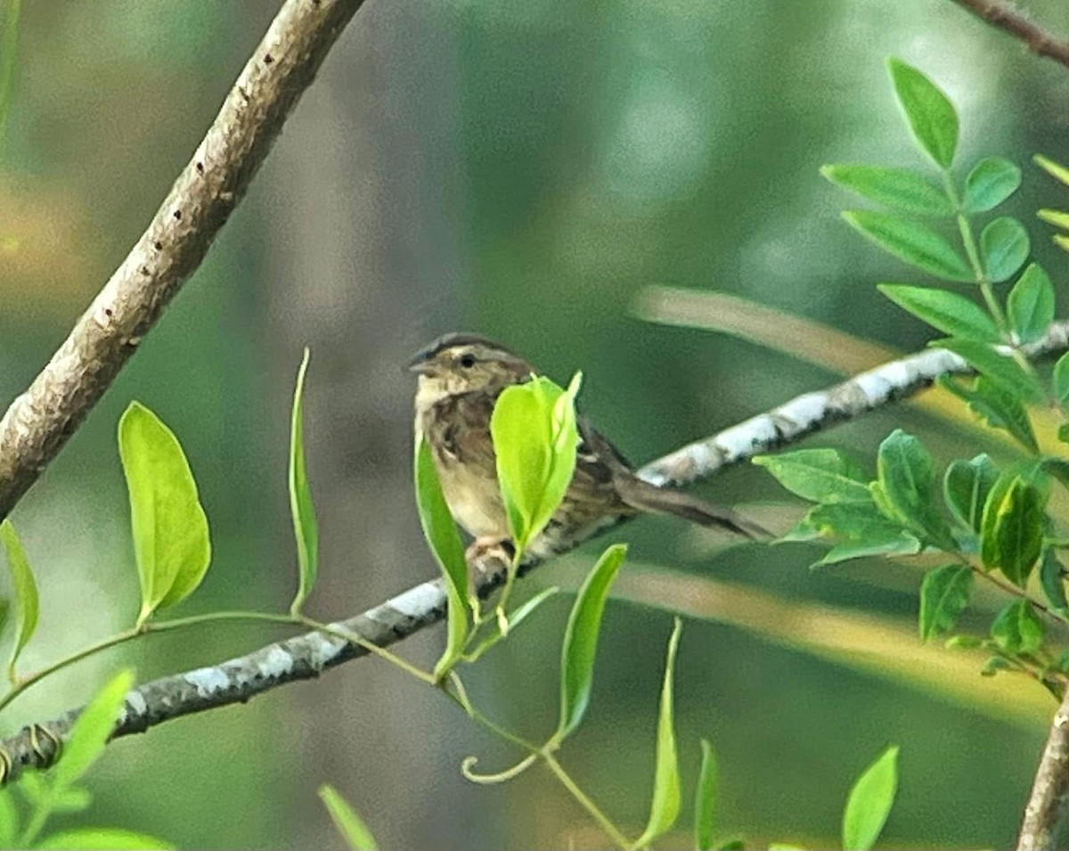 Bachman's Sparrow - ML645688640