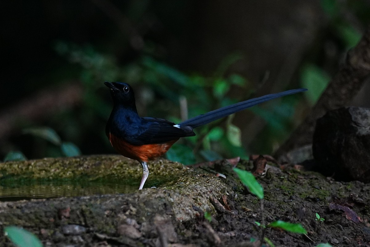 White-rumped Shama - ML645688641