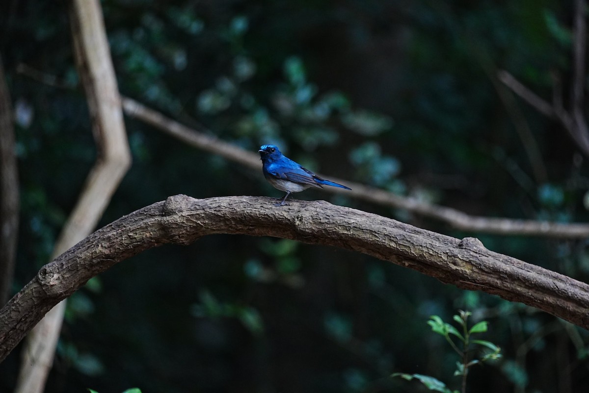 Hainan Blue Flycatcher - ML645688650