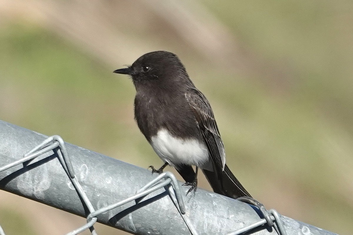 Black Phoebe - ML645688656