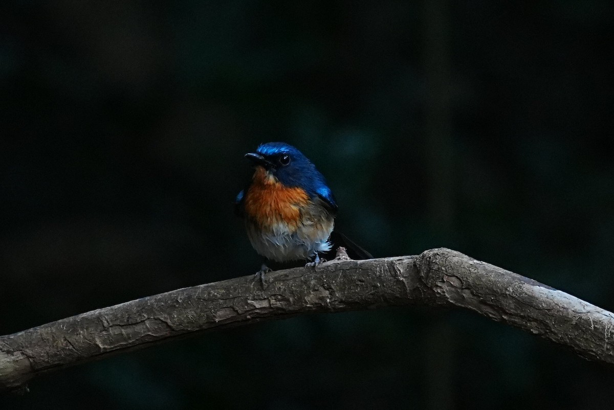 Chinese Blue Flycatcher - ML645688666